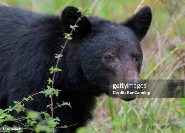 black bear in the forest - cades cove stock pictures, royalty-free photos & images
