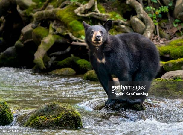 ourson noir traversant un ruisseau de montagne - étendue sauvage état sauvage photos et images de collection