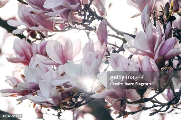 magnolienbaum im frühling - magnolienbaum stock pictures, royalty-free photos & images