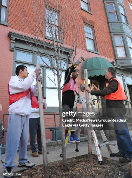 Tree Coach Staking Staking Tree Photos and Premium High Res Pictures - Getty Images