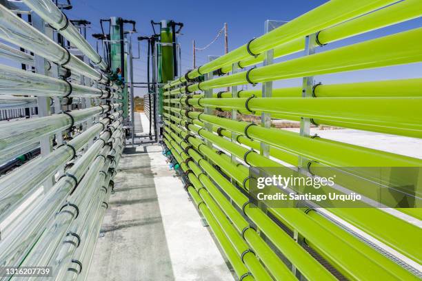 tubular bioreactors filled with green algae fixing co2 - algue verte photos et images de collection