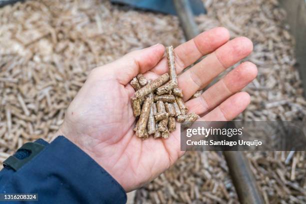 technician holding wood pellets to check their quality - biomasse stock-fotos und bilder