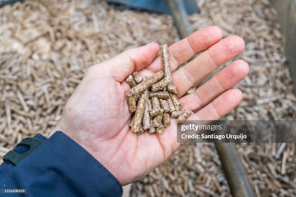 Technician holding wood pellets to check their quality