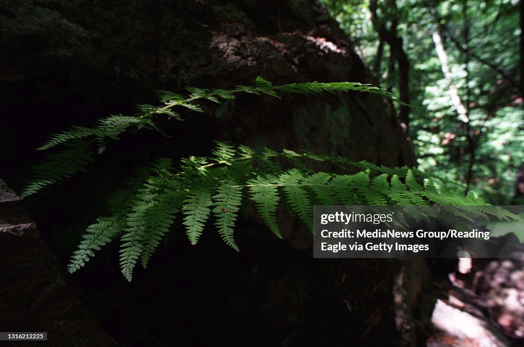 A hay-scented fern grows from a rock face in the "Cove" on Neversink Mountain. 6/23/99 Photo by Bill Uhrich