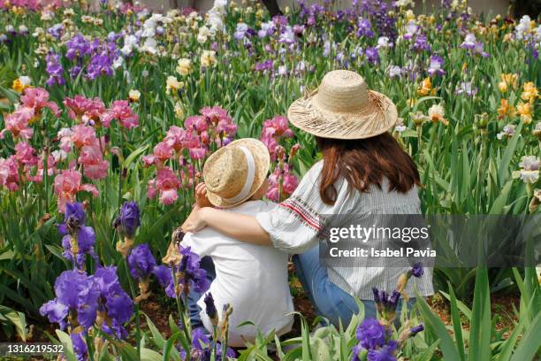 rear view of mother and son at iris flowers garden - iris plant stock pictures, royalty-free photos & images