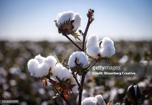 cotton harvest - wattebausch stock-fotos und bilder