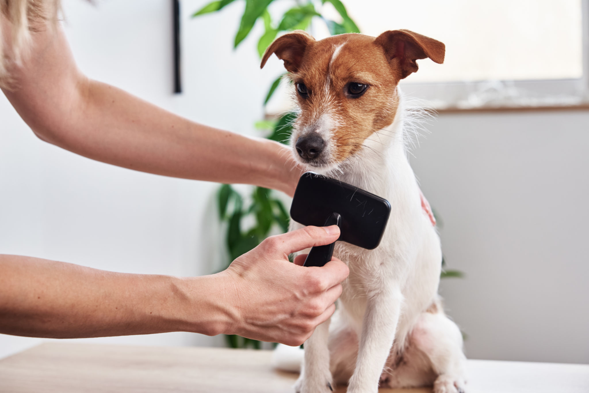 brushing dog