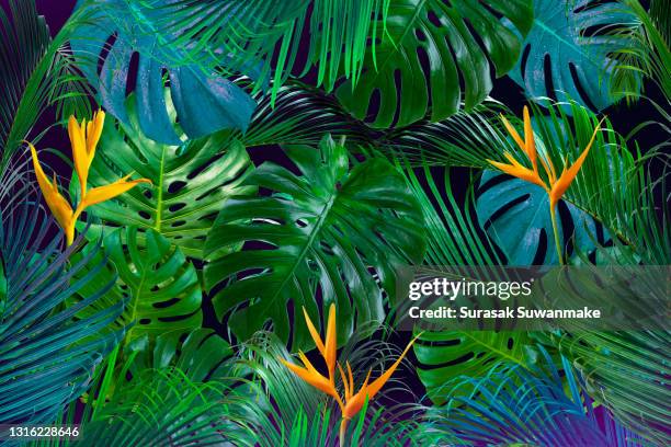 background with tropical green palm leaves in summer with and exotic plants floral background can write text. - isole hawaii stock pictures, royalty-free photos & images