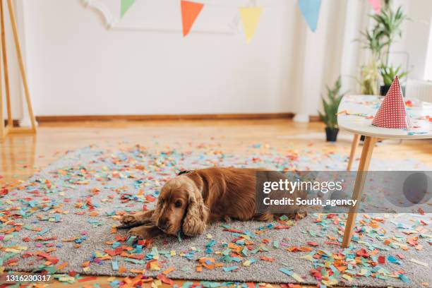 geburtstag des hundes - messy dog stock-fotos und bilder