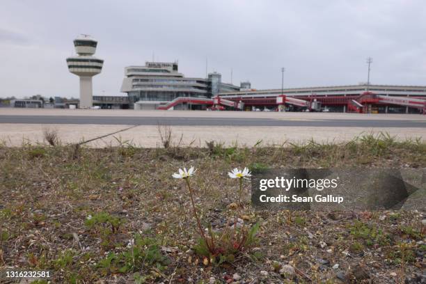 Flowers grow near the deserted tarmac as the control tower of former Tegel Airport stands behind on May 04, 2021 in Berlin, Germany. Tegel Airport,...