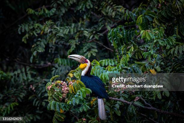 wreathed hornbill (rhyticeros undulatus) perching on tree - tropical bird stock pictures, royalty-free photos & images