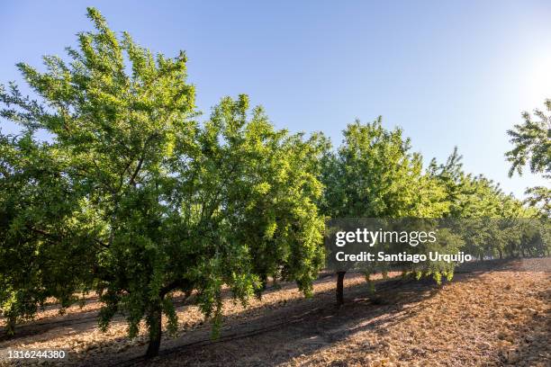 almond tree plantation - almond stock pictures, royalty-free photos & images