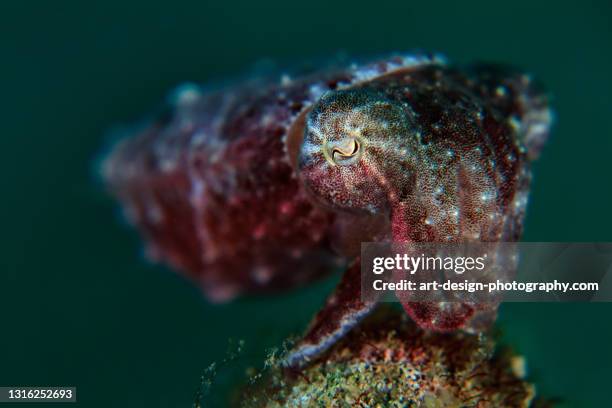 Sepia Fish Photos and Premium High Res Pictures - Getty Images