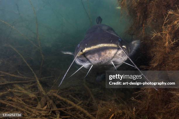 catfish in lake - meerval stockfoto's en -beelden