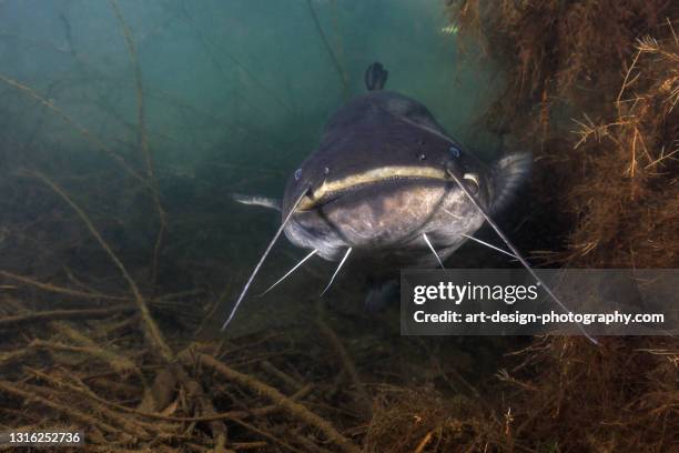 catfish in lake - catfish stock pictures, royalty-free photos & images