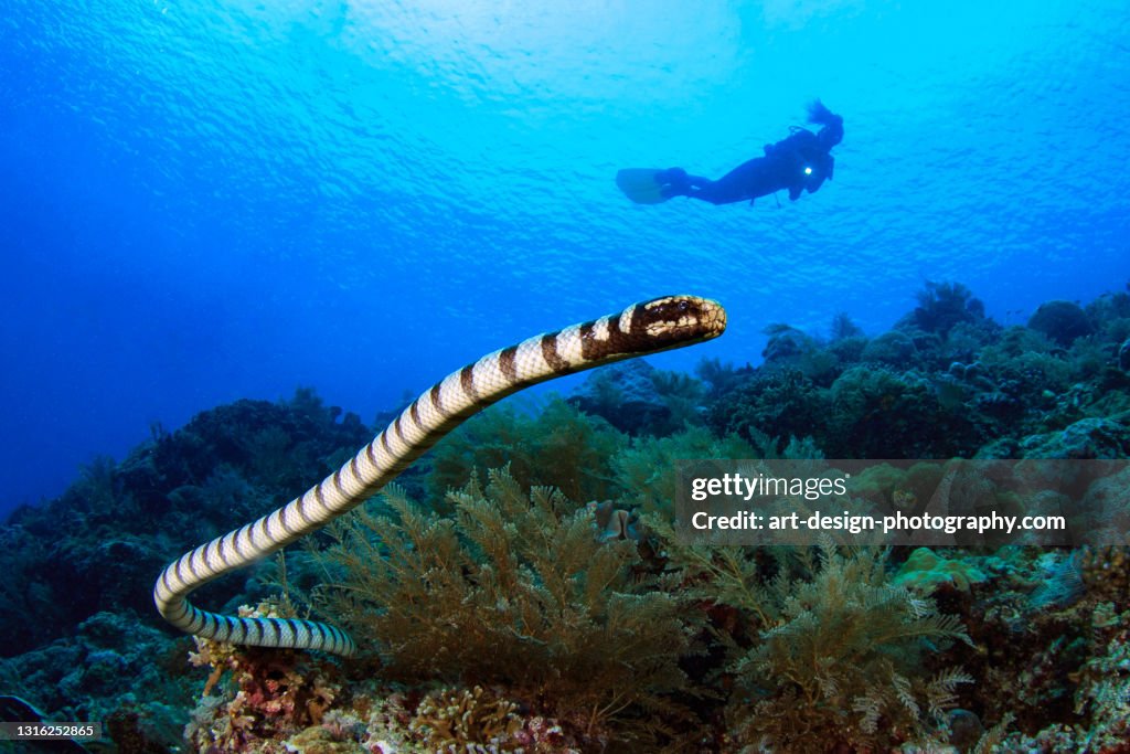 Banded sea snake with diver
