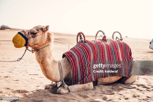 camel resting in the desert - saddle stock pictures, royalty-free photos & images