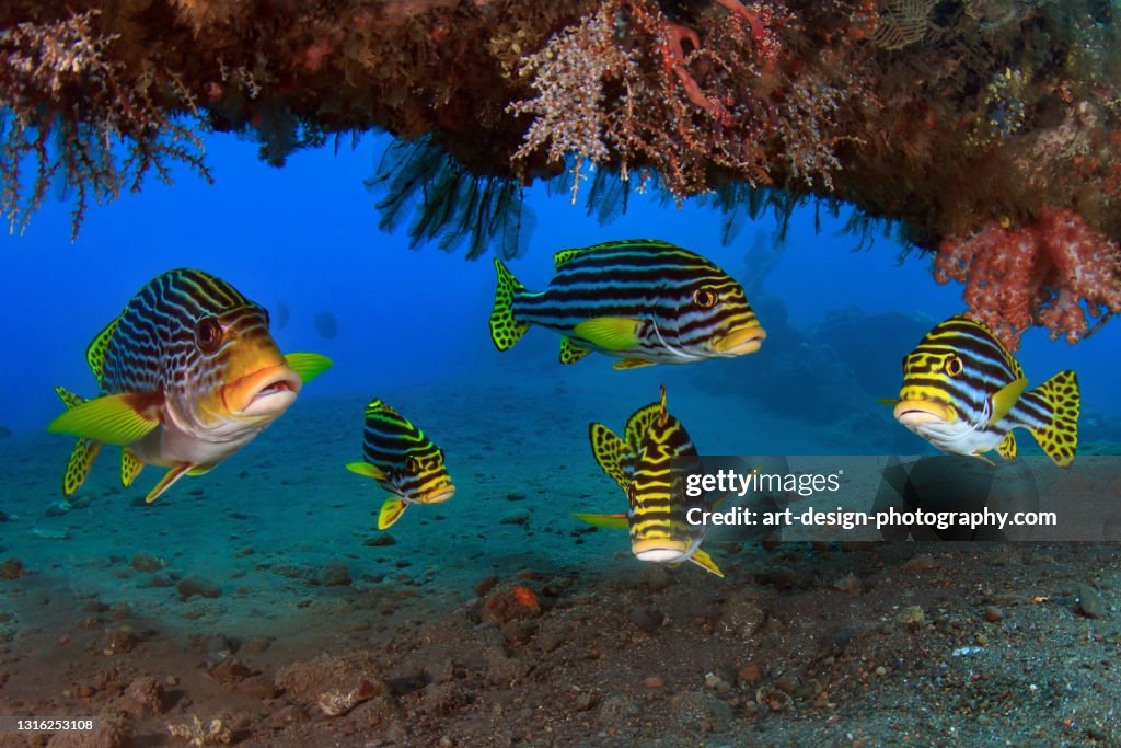 Indian Ocean oriental sweetlips, Plectorhinchus vittatus