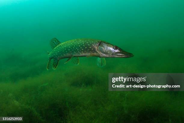 northern pike, esox lucius - northern pike ストックフォトと画像