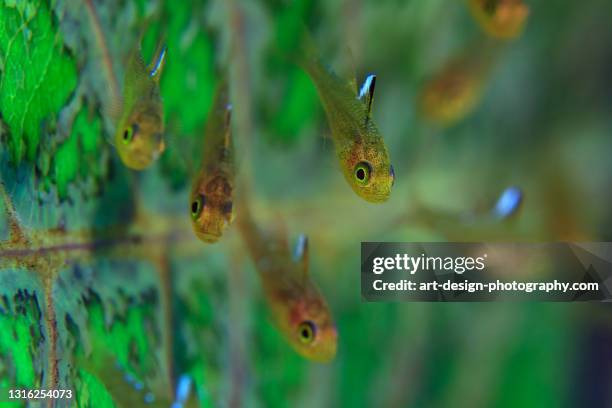 Ambassis Ranga Glass Fish Photos and Premium High Res Pictures - Getty Images