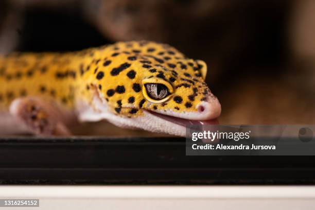 leopard gecko (eublepharis macularius) - leopard gecko stock pictures, royalty-free photos & images