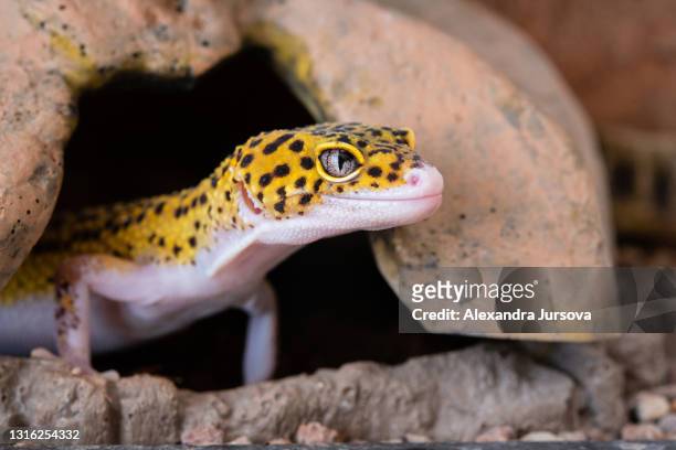 leopard gecko (eublepharis macularius) - geco foto e immagini stock