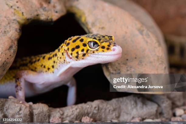 leopard gecko (eublepharis macularius) - leopard gecko stock pictures, royalty-free photos & images