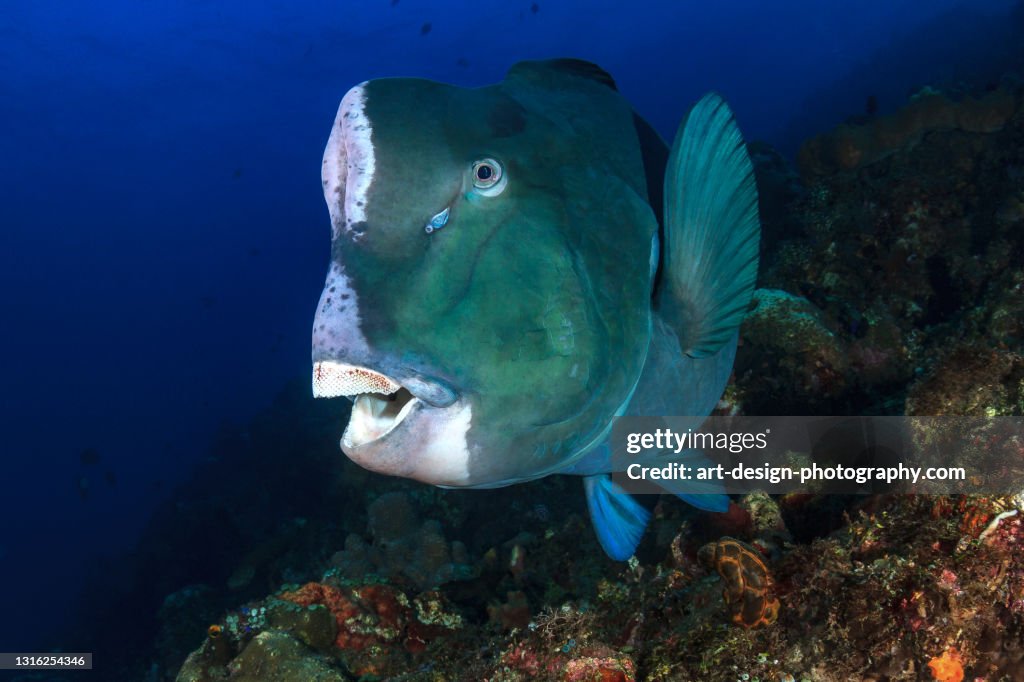 Green humphead parrotfish, Bolbometopon muricatum