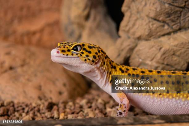 leopard gecko (eublepharis macularius) - leopard gecko stock pictures, royalty-free photos & images