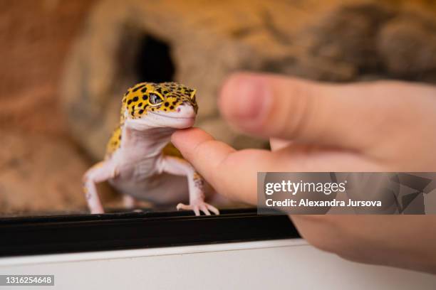 leopard gecko (eublepharis macularius) - gecko leopard stockfoto's en -beelden