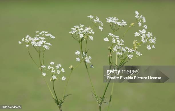 cow parsley flowers - cow parsley stockfoto's en -beelden