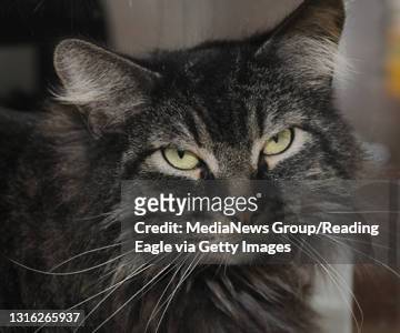 1,054 Gray Tabby Cat Photos and Premium High Res Pictures - Getty Images
