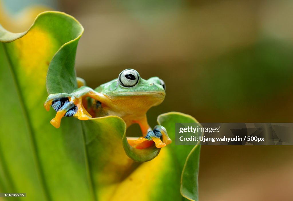 Close-up of tree frog on leaf