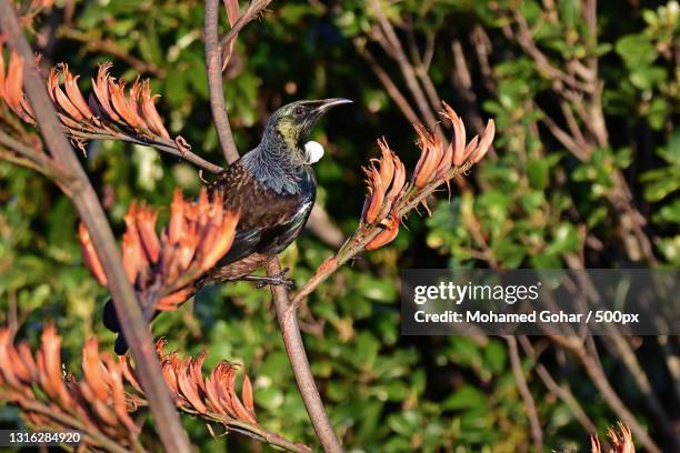 close-up of tui bird perching on tree,whitford,new zealand - tui bird stock pictures, royalty-free photos & images