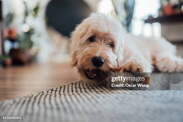 cute goldendoodle chewing dog treat while lying on the floor at home - masticar fotografías e imágenes de stock