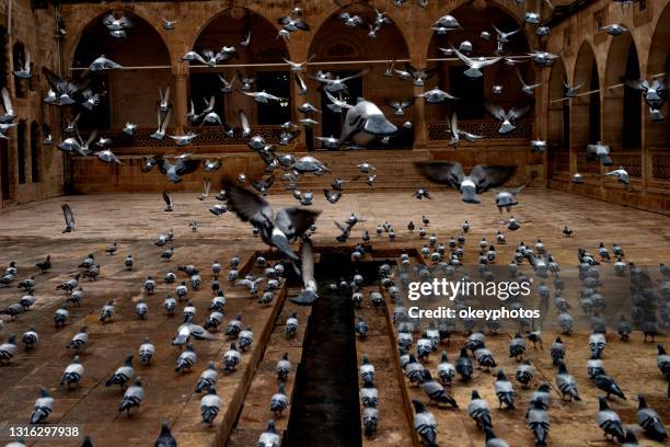 a group of pigeons eating wheat in the mosque's courtyard - homing pigeon stock pictures, royalty-free photos & images