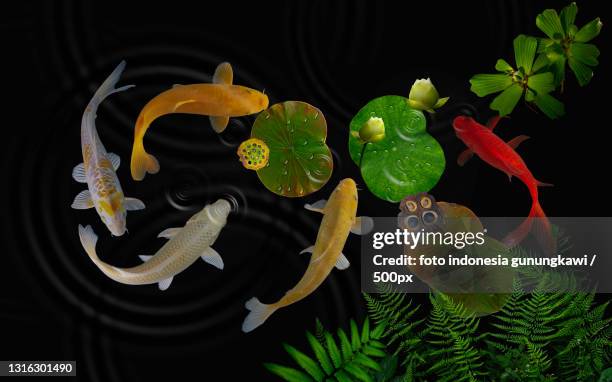 high angle view of plants against black background - koi carp stockfoto's en -beelden