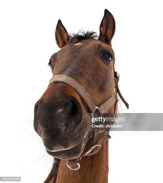 horse head - kastanjebruin paardenkleur stockfoto's en -beelden