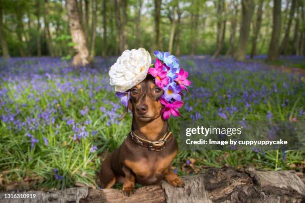 blue belle - huisdierenkleding stockfoto's en -beelden