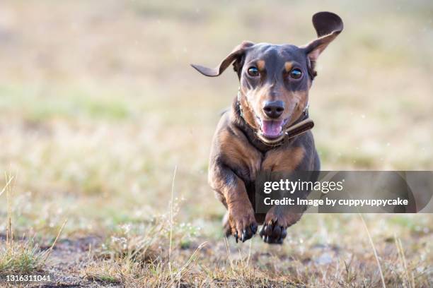 floppy eared dachshund - dachshund stock pictures, royalty-free photos & images