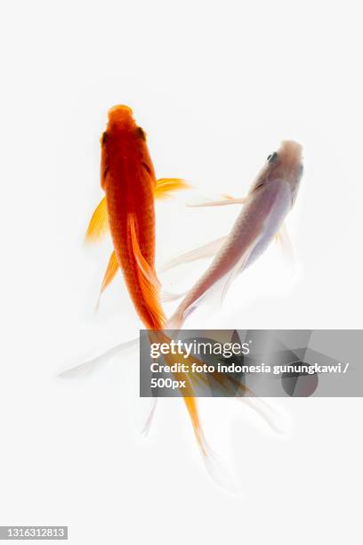 close-up of goldfish against white background - schwimmer freisteller stock-fotos und bilder