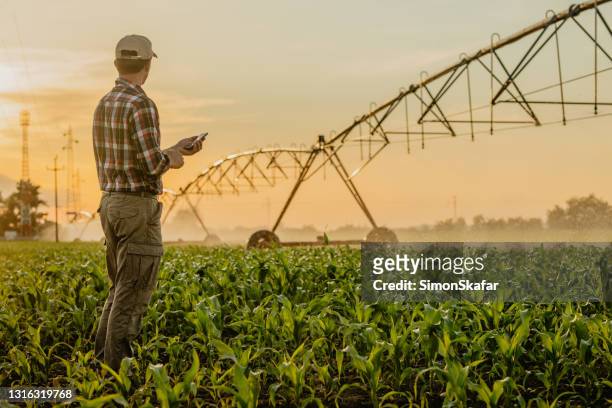 hombre de pie en el campo de maíz y usando el teléfono móvil - corn field fotografías e imágenes de stock
