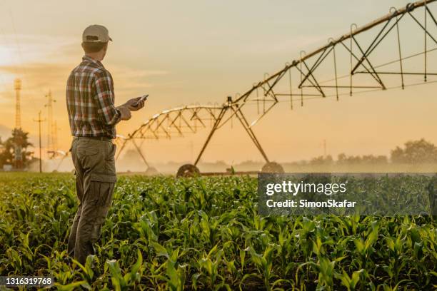 man standing on corn field and using mobile phone - farmers stock pictures, royalty-free photos & images