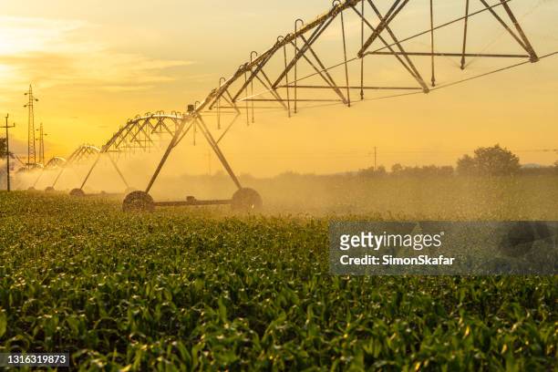 トウモロコシ畑のスプリンクラー - 灌漑設備 ストックフォトと画像