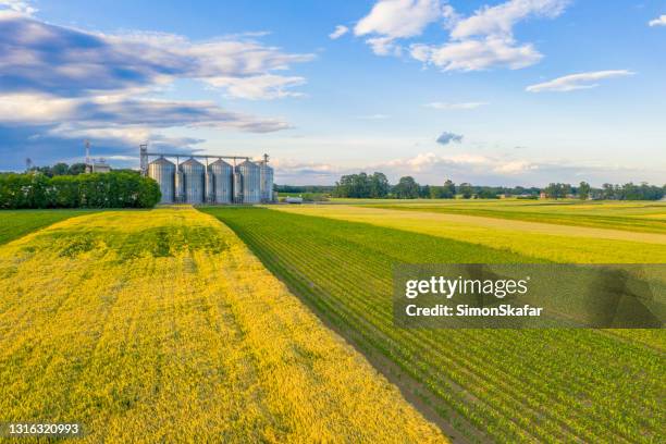 silo auf rapslandfeld - monoculture stock-fotos und bilder