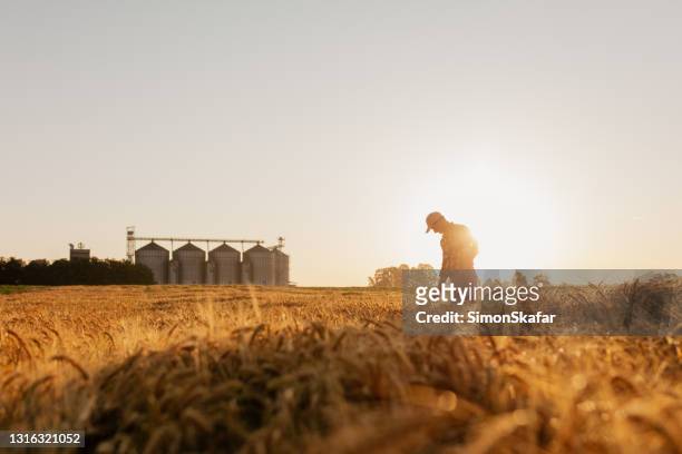 silueta del hombre examinando los cultivos de trigo en el campo - campo de trigo fotografías e imágenes de stock