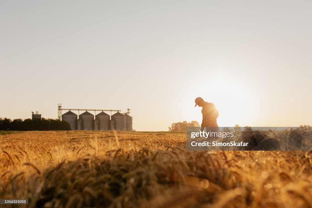 Silhouette of man examining wheat crops on field