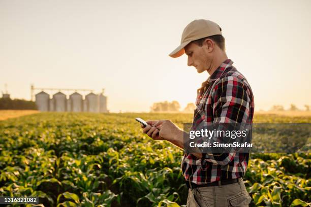 agricultor que usa el teléfono móvil en el campo de maíz - edificio agrícola fotografías e imágenes de stock