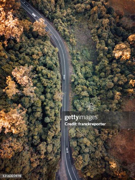 yarra ranges national park on the road - australia rainforest stock pictures, royalty-free photos & images