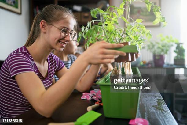 familie die installaties observeert die in huis hydrocultuurpotten groeien - hydroponics stockfoto's en -beelden